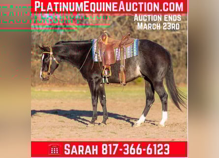 American Quarter Horse, Castrone, 3 Anni, 157 cm, Baio roano