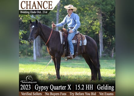 American Quarter Horse, Castrone, 3 Anni, 157 cm, Morello