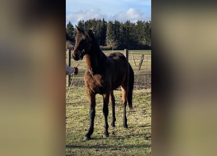 American Quarter Horse Mix, Castrone, 3 Anni, 163 cm, Baio scuro