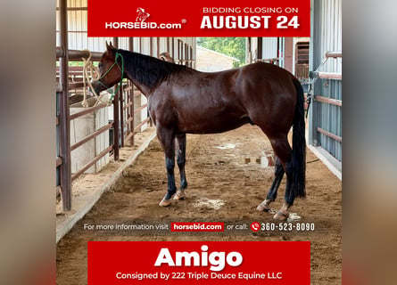 American Quarter Horse, Castrone, 3 Anni, Baio ciliegia