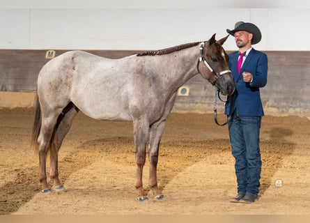 American Quarter Horse, Castrone, 3 Anni, Baio roano