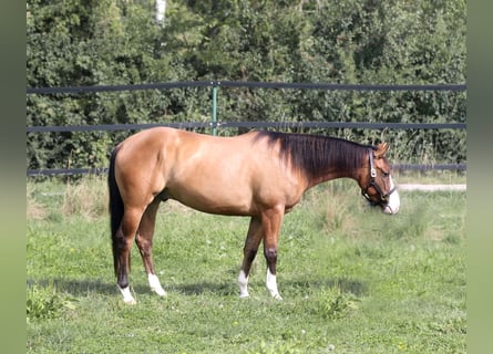 American Quarter Horse, Castrone, 3 Anni, Dunalino