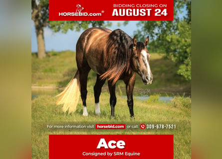 American Quarter Horse, Castrone, 3 Anni, Grigio