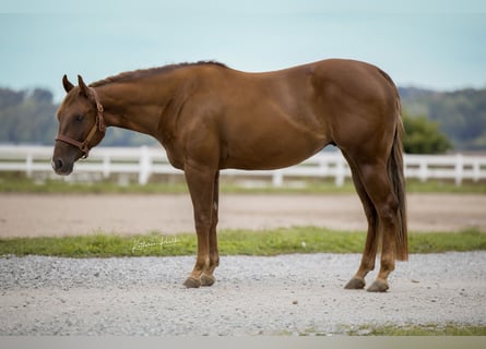 American Quarter Horse, Castrone, 3 Anni, Sauro scuro