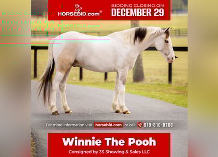 American Quarter Horse Mix, Castrone, 4 Anni, 137 cm, Pezzato