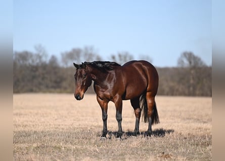 American Quarter Horse, Castrone, 4 Anni, 145 cm, Baio ciliegia