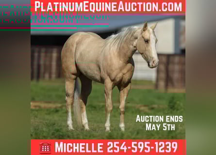 American Quarter Horse, Castrone, 4 Anni, 145 cm, Palomino