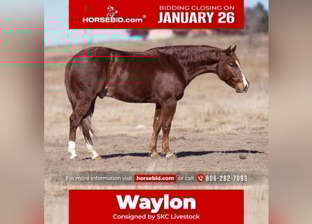 American Quarter Horse, Castrone, 4 Anni, 145 cm, Sauro ciliegia