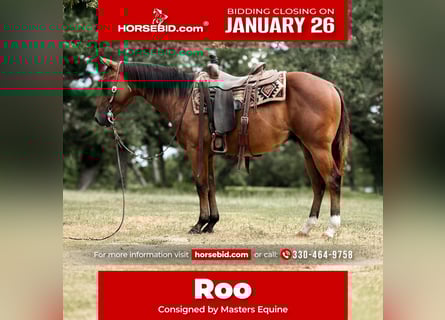 American Quarter Horse, Castrone, 4 Anni, 147 cm, Baio ciliegia