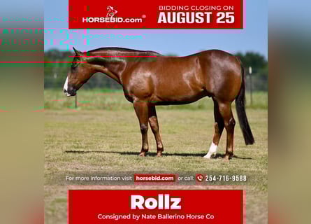 American Quarter Horse, Castrone, 4 Anni, 147 cm, Sauro ciliegia