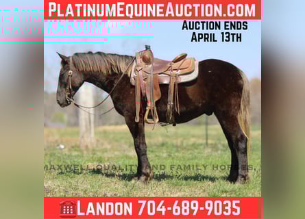American Quarter Horse, Castrone, 4 Anni, 150 cm, Baio
