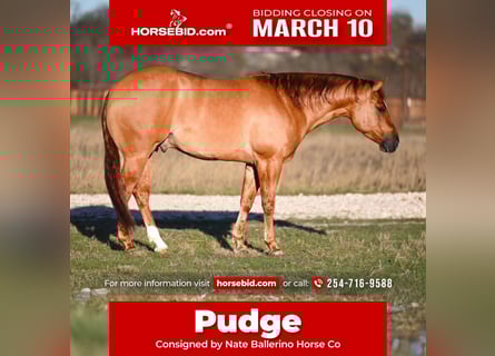 American Quarter Horse, Castrone, 4 Anni, 150 cm, Falbo