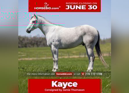 American Quarter Horse, Castrone, 4 Anni, 150 cm, Grigio