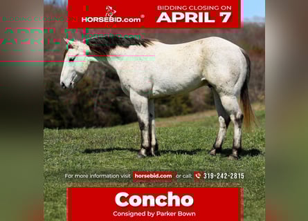 American Quarter Horse, Castrone, 4 Anni, 150 cm, Grigio