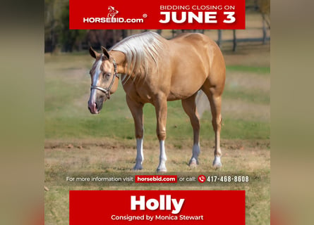 American Quarter Horse, Castrone, 4 Anni, 150 cm, Palomino