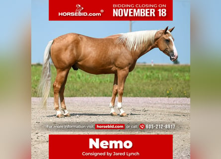 American Quarter Horse, Castrone, 4 Anni, 150 cm, Palomino