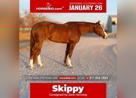 American Quarter Horse, Castrone, 4 Anni, 150 cm, Sauro ciliegia