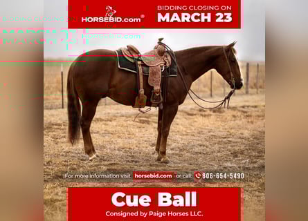 American Quarter Horse, Castrone, 4 Anni, 150 cm, Sauro ciliegia