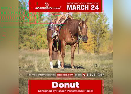 American Quarter Horse, Castrone, 4 Anni, 150 cm, Sauro ciliegia