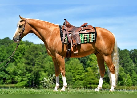 American Quarter Horse, Castrone, 4 Anni, 151 cm, Pezzato