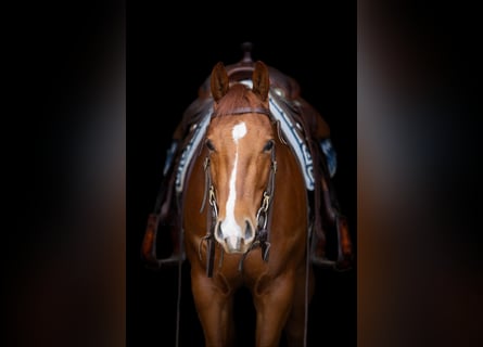 American Quarter Horse, Castrone, 4 Anni, 151 cm, Sauro