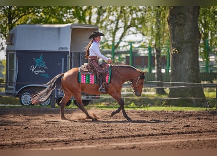 American Quarter Horse, Castrone, 4 Anni, 152 cm, Baio