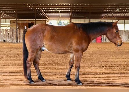 American Quarter Horse, Castrone, 4 Anni, 152 cm, Baio roano