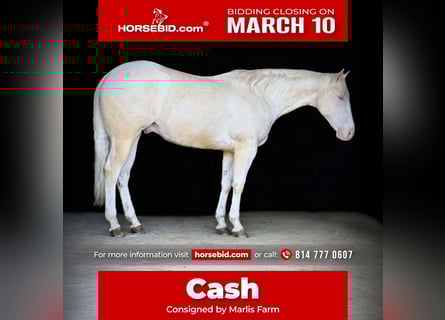 American Quarter Horse, Castrone, 4 Anni, 152 cm, Cremello