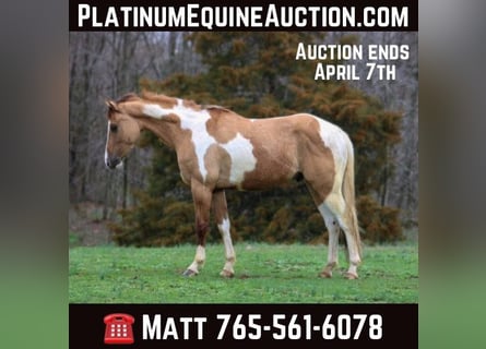 American Quarter Horse, Castrone, 4 Anni, 152 cm, Falbo