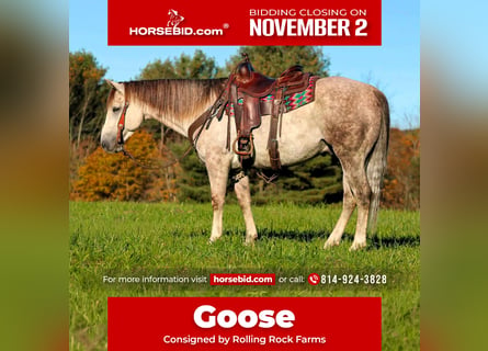 American Quarter Horse, Castrone, 4 Anni, 152 cm, Grigio