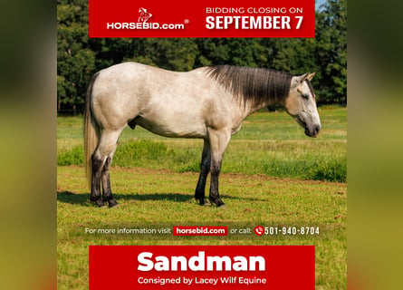 American Quarter Horse, Castrone, 4 Anni, 152 cm, Grigio