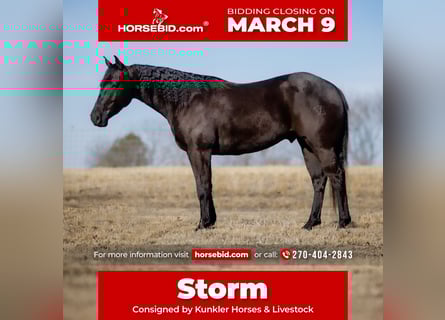 American Quarter Horse, Castrone, 4 Anni, 152 cm, Morello