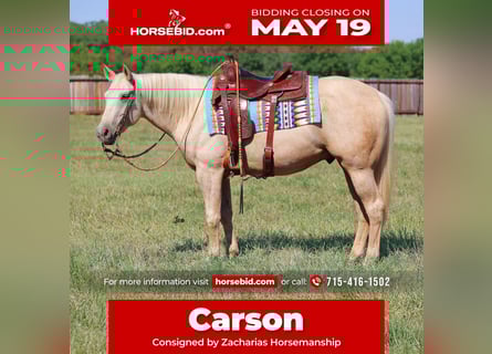 American Quarter Horse, Castrone, 4 Anni, 152 cm, Palomino