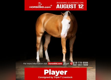 American Quarter Horse, Castrone, 4 Anni, 152 cm, Palomino