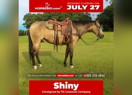 American Quarter Horse, Castrone, 4 Anni, 152 cm, Pelle di daino
