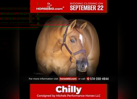 American Quarter Horse, Castrone, 4 Anni, 152 cm, Red dun