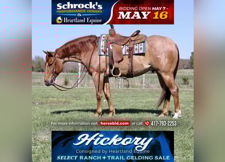 American Quarter Horse, Castrone, 4 Anni, 152 cm, Roano rosso