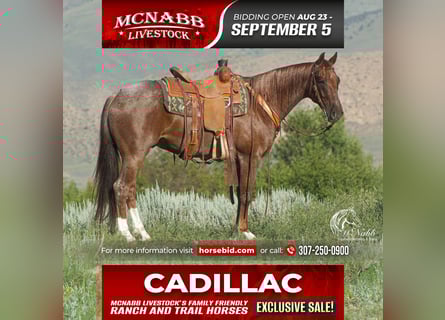 American Quarter Horse, Castrone, 4 Anni, 152 cm, Roano rosso