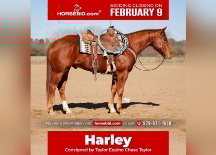 American Quarter Horse, Castrone, 4 Anni, 152 cm, Sauro ciliegia