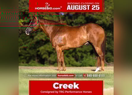 American Quarter Horse, Castrone, 4 Anni, 152 cm, Sauro ciliegia