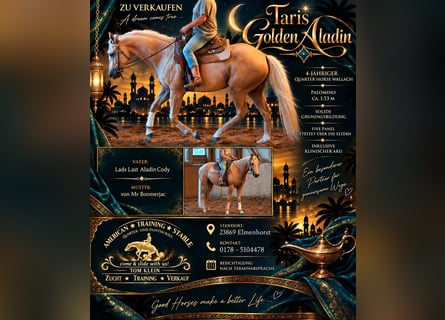 American Quarter Horse, Castrone, 4 Anni, 153 cm, Palomino