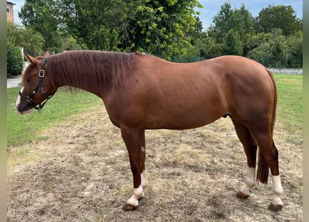 American Quarter Horse, Castrone, 4 Anni, 153 cm, Sauro ciliegia