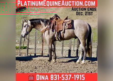 American Quarter Horse, Castrone, 4 Anni, 155 cm, Grigio