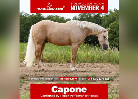 American Quarter Horse, Castrone, 4 Anni, 155 cm, Palomino