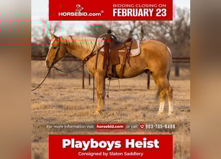 American Quarter Horse, Castrone, 4 Anni, 155 cm, Palomino