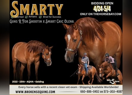 American Quarter Horse, Castrone, 4 Anni, 155 cm, Red dun