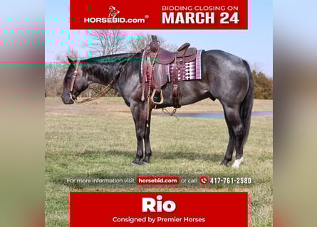 American Quarter Horse, Castrone, 4 Anni, 155 cm, Roano blu