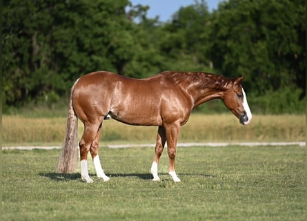 American Quarter Horse, Castrone, 4 Anni, 155 cm, Sauro ciliegia