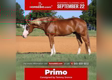 American Quarter Horse, Castrone, 4 Anni, 155 cm, Sauro ciliegia