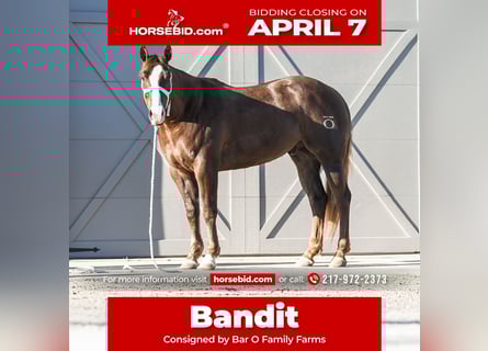 American Quarter Horse, Castrone, 4 Anni, 155 cm, Sauro scuro